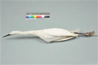 藏品(小白鷺)的圖片